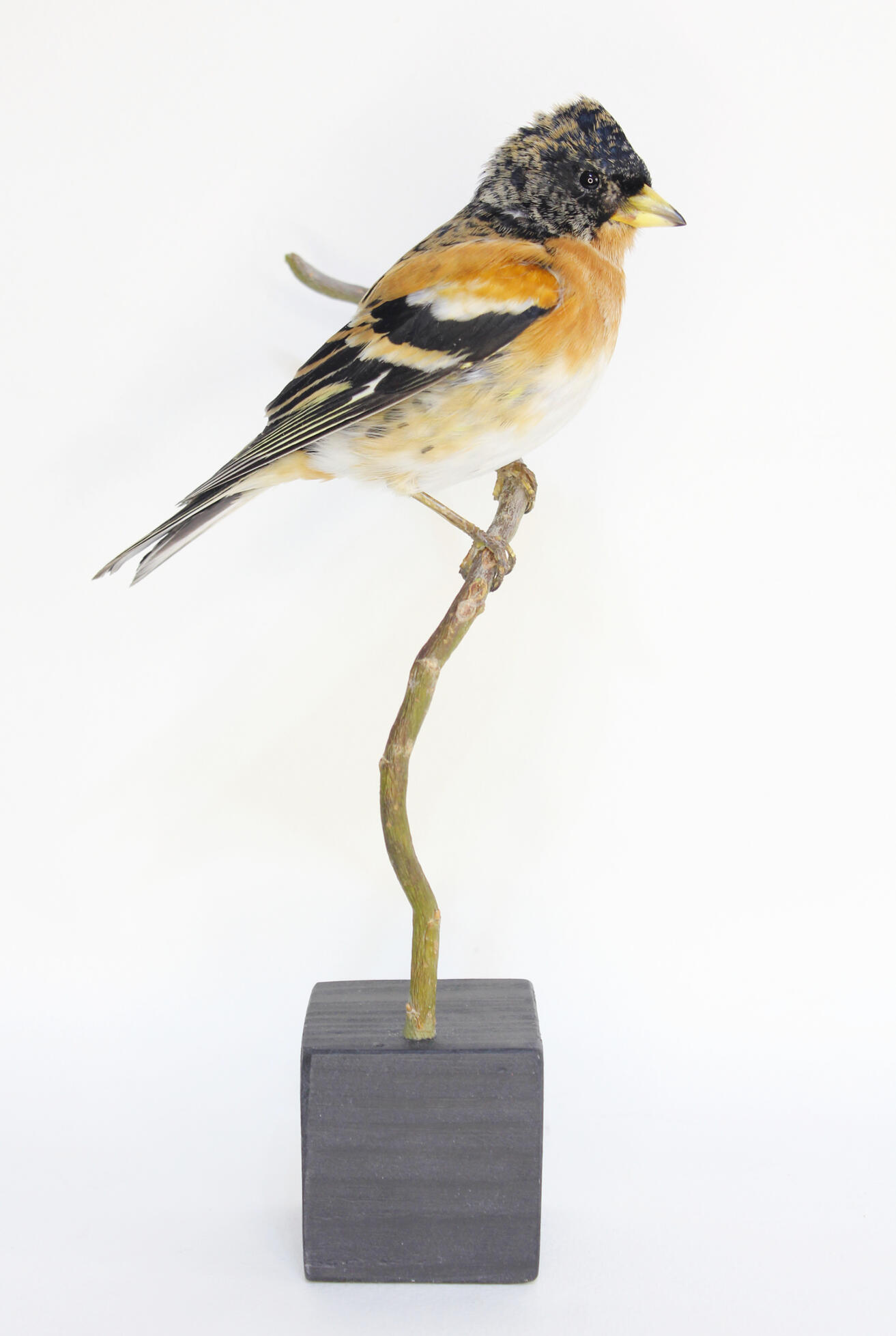 Brambling, 200€