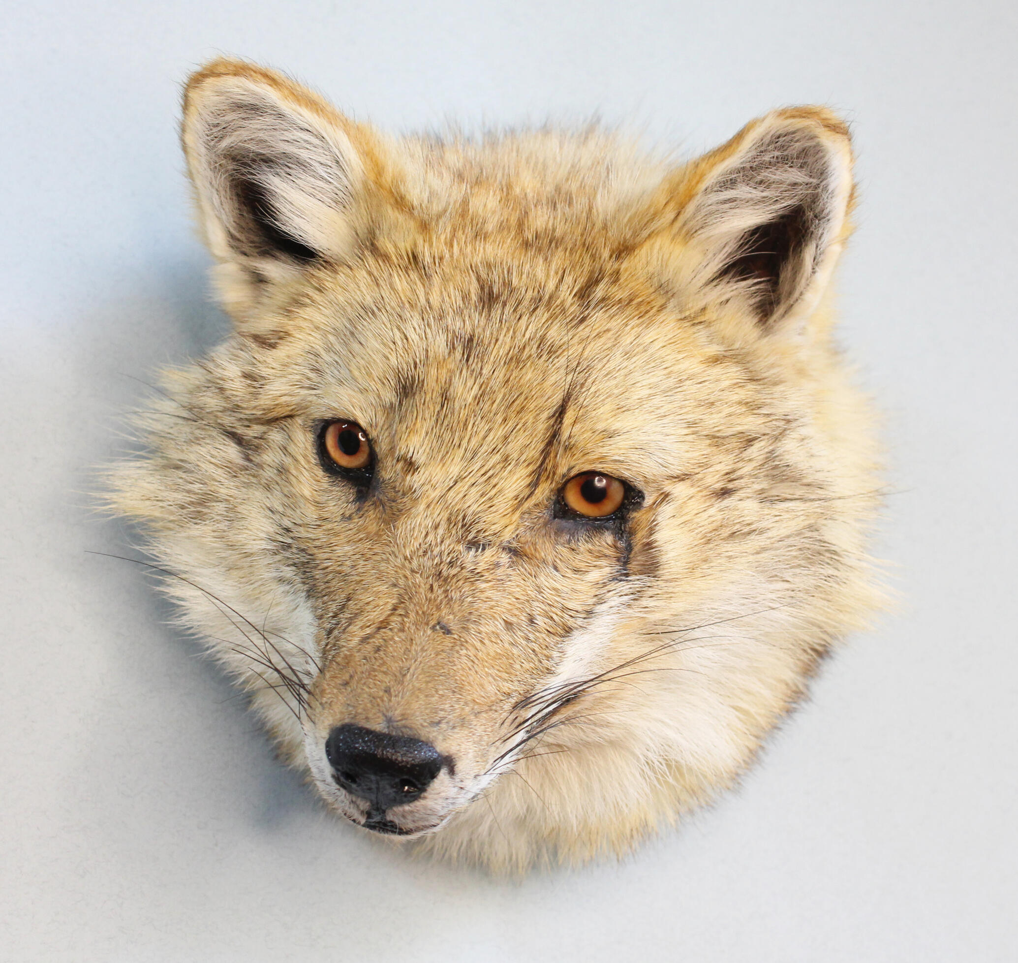 Golden Jackal, 300€
