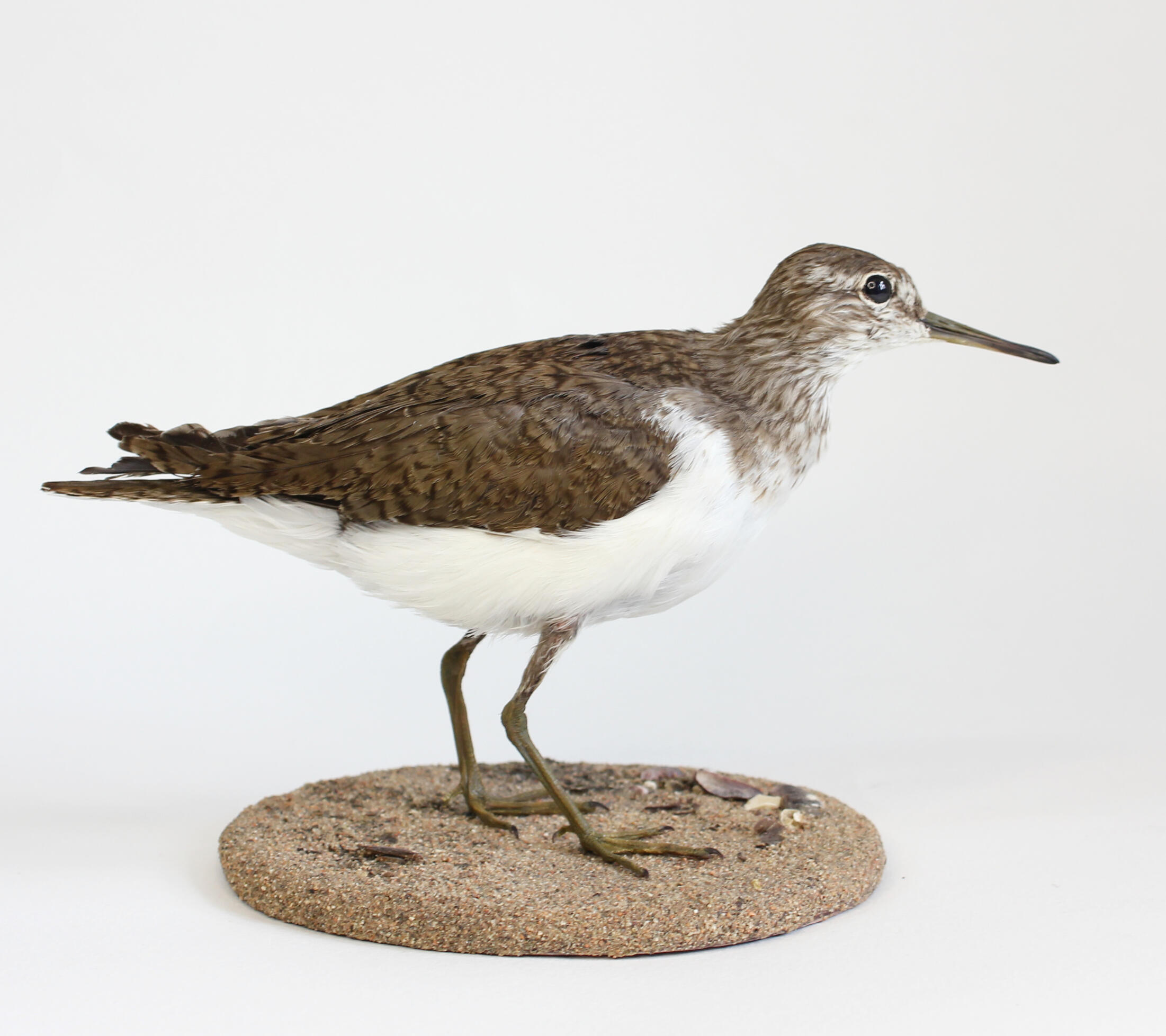 Green sandpiper, 220€