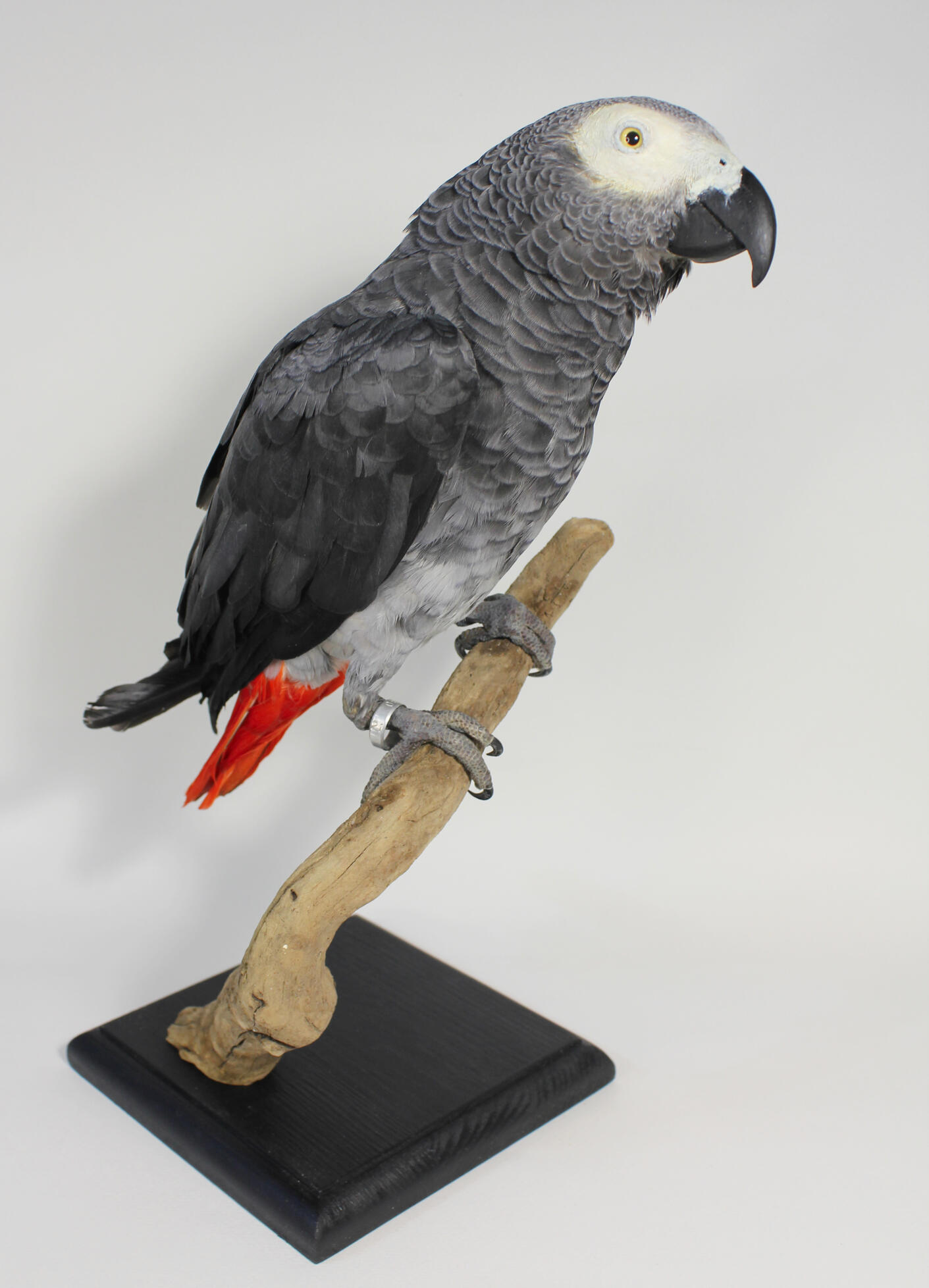Grey parrot, 700€
