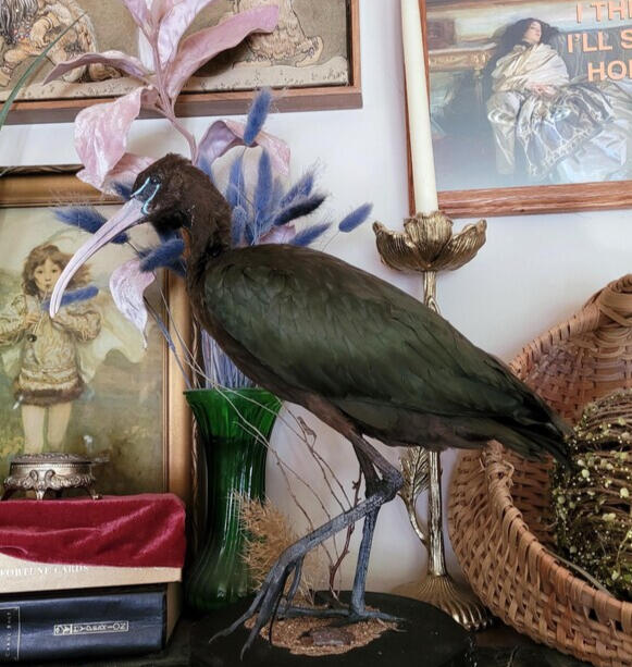 Glossy ibis, client's photo