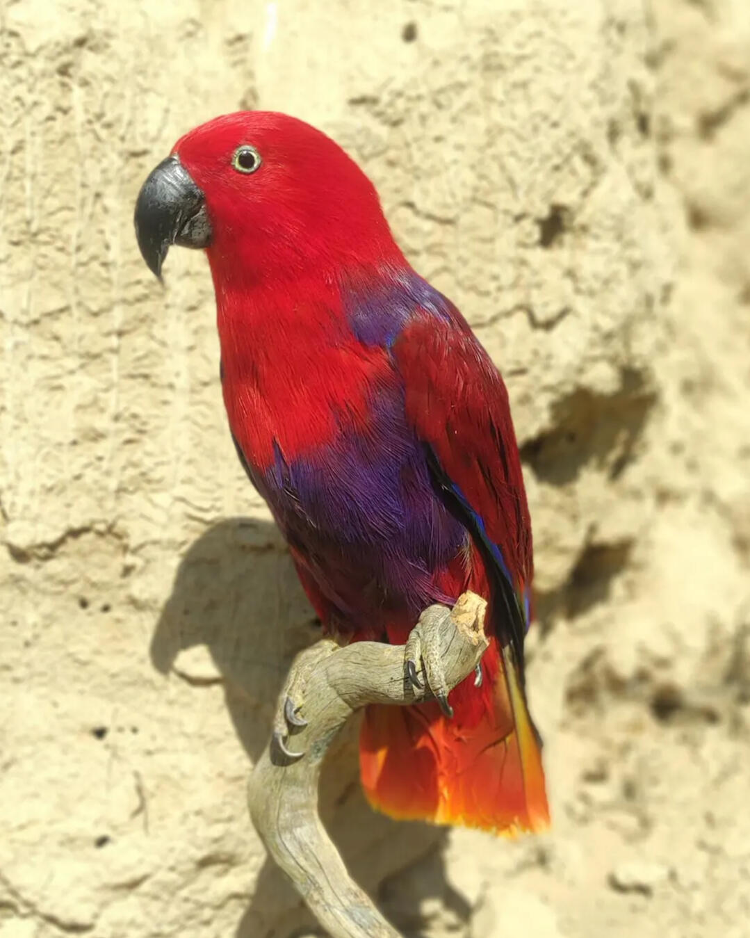 Glossy ibis, client's photo